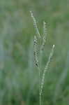 Dallis grass